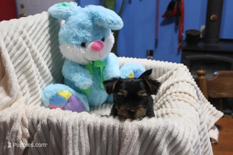 Buster, a male Yorkshire Terrier for sale in Kempner, TX – Photo 1 of 4