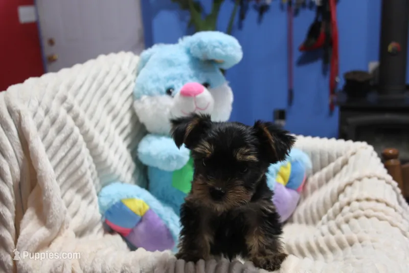 Buster – Yorkshire Terrier puppy for sale in Kempner, TX