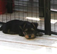 Buster, a male Yorkshire Terrier for sale in Kempner, TX – Photo 8 of 8