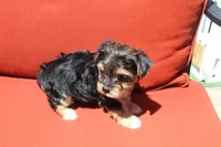 Milo, a male Yorkshire Terrier for sale in Kempner, TX – 5 of 8