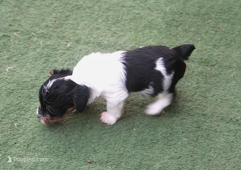 Gizmo – Yorkshire Terrier puppy for sale in Kempner, TX