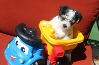 Bently, a male Yorkshire Terrier for sale in Kempner, TX – 4 of 6