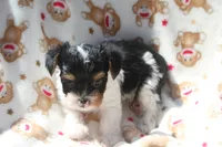 Gizmo, a male Yorkshire Terrier for sale in Kempner, TX – 2 of 6