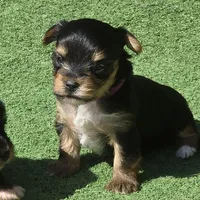 Buddy, a male Yorkshire Terrier for sale in Kempner, TX – Photo 3 of 4