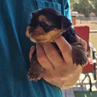 Buddy, a male Yorkshire Terrier for sale in Kempner, TX – Photo 1 of 4