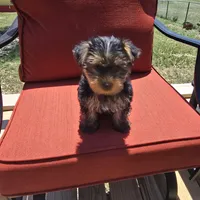 Buddy, a male Yorkshire Terrier for sale in Kempner, TX – Photo 2 of 4