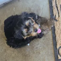 Buddy, a male Yorkshire Terrier for sale in Kempner, TX – Photo 4 of 4