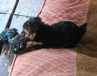 Milo, a male Yorkshire Terrier for sale in Kempner, TX – 2 of 8