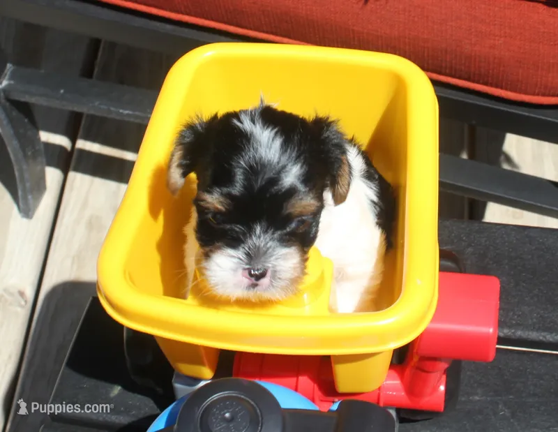 Gizmo – Yorkshire Terrier puppy for sale in Kempner, TX