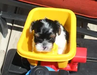 Gizmo, a male Yorkshire Terrier for sale in Kempner, TX – 3 of 6