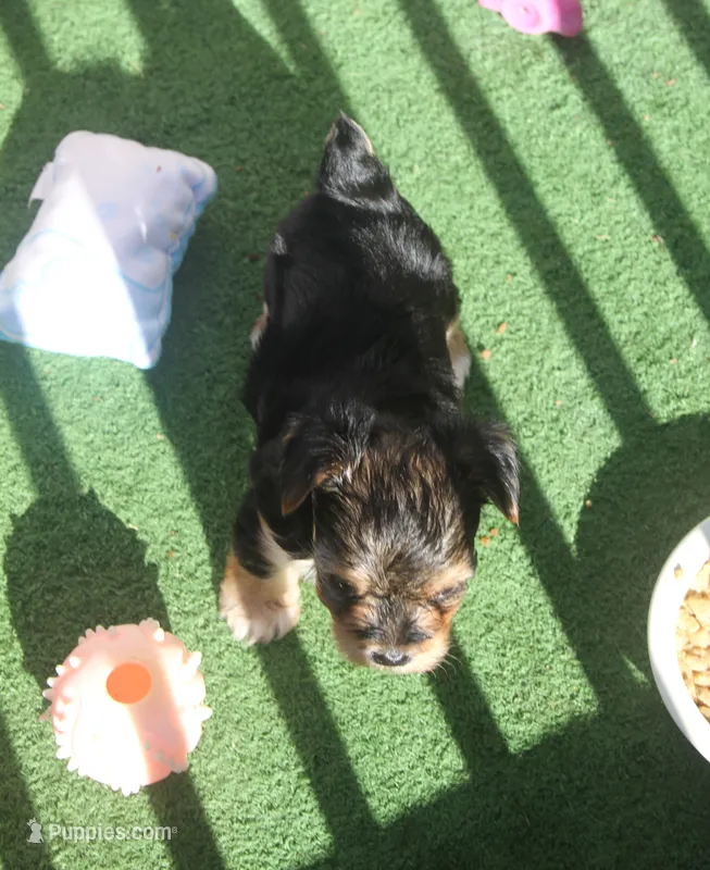 Milo – Yorkshire Terrier puppy for sale in Kempner, TX