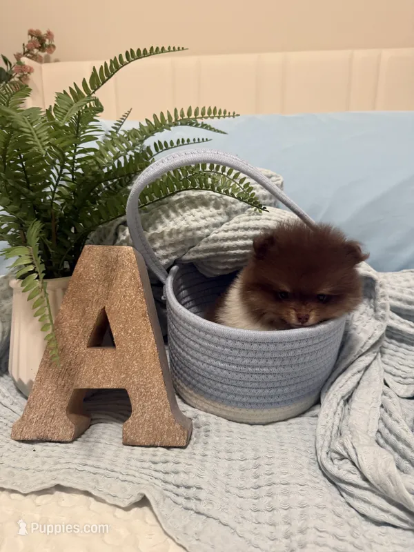 Tcup Axel – Pomeranian puppy for sale in Cary, NC