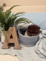 Tcup Axel, a male Pomeranian for sale in Cary, NC – 1 of 3