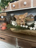 Stella , a female Chihuahua for sale in Ocala, FL – 2 of 3