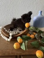 Xs Simba, a male Pomeranian for sale in Ocala, FL – 1 of 6