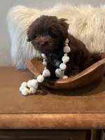 Hershey, a male Cavapoo for sale in Ocala, FL – 4 of 4