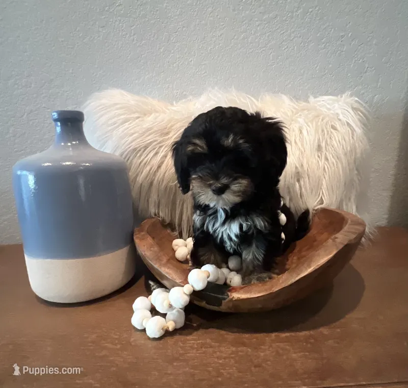 Winston – Cavapoo puppy for sale in Ocala, FL