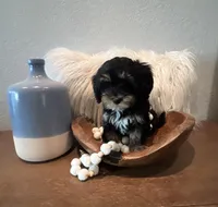 Winston, a male Cavapoo for sale in Ocala, FL – 1 of 4