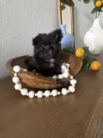 Xs Simba, a male Pomeranian for sale in Ocala, FL – 2 of 6