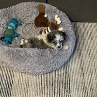 Fin/blue eyes, a male Poodle - Toy  for sale in Ocala, FL – Photo 2 of 5