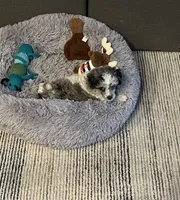 Fin/blue eyes, a male Poodle - Toy  for sale in Ocala, FL – Photo 2 of 5