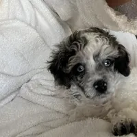 Fin/blue eyes, a male Poodle - Toy  for sale in Ocala, FL – Photo 4 of 5