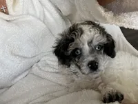 Fin/blue eyes, a male Poodle - Toy  for sale in Ocala, FL – Photo 4 of 5