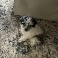 Fin/blue eyes, a male Poodle - Toy  for sale in Ocala, FL – Photo 3 of 5