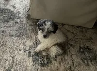 Fin/blue eyes, a male Poodle - Toy  for sale in Ocala, FL – Photo 3 of 5