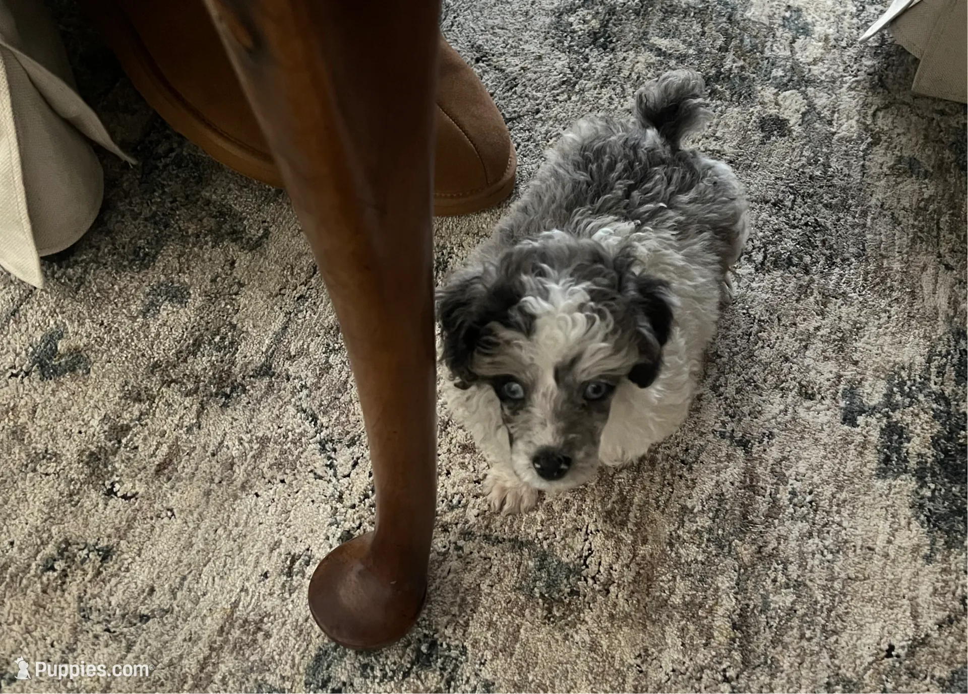 Fin/blue eyes, a male Poodle - Toy  for sale in Ocala, FL – Photo 5 of 5