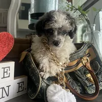 Fin/blue eyes, a male Poodle - Toy  for sale in Ocala, FL – Photo 1 of 5