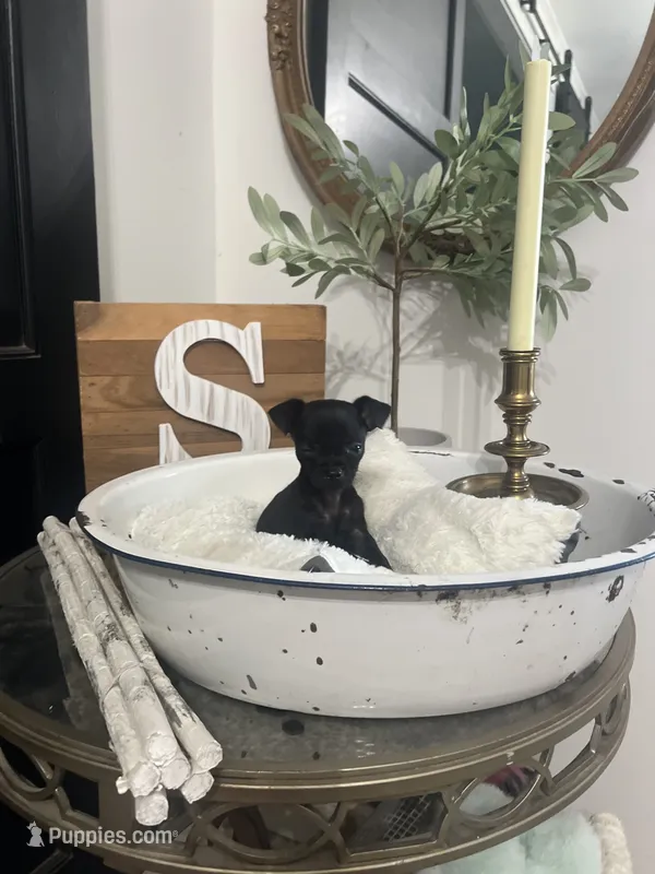 Smokey – Chihuahua puppy for sale in Ocala, FL