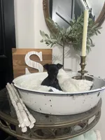 Smokey, a male Chihuahua for sale in Ocala, FL – 1 of 5