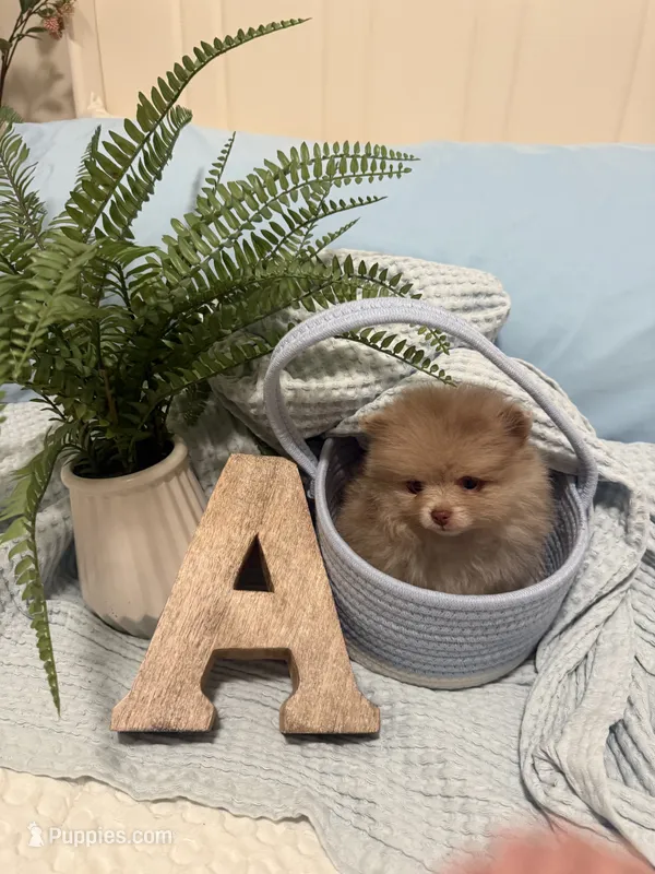 Xs Astor – Pomeranian puppy for sale in Cary, NC