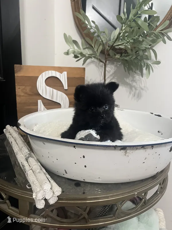 Simba – Pomeranian puppy for sale in Ocala, FL