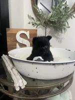 4lb Simba, a male Pomeranian for sale in Ocala, FL – 1 of 4