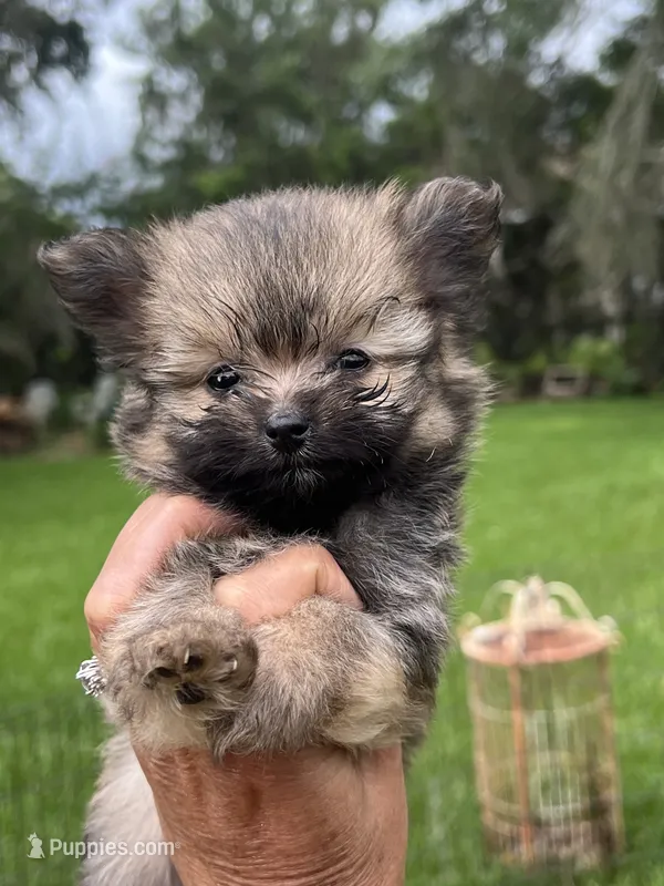 Tcup Sadie – Pomeranian puppy for sale in Ocala, FL