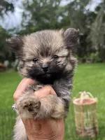 Tcup Sadie, a female Pomeranian for sale in Ocala, FL – 1 of 7
