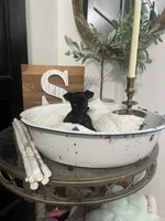 Smokey, a male Chihuahua for sale in Ocala, FL – 5 of 5