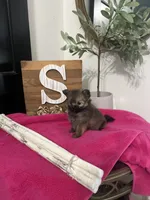 Tcup Sadie, a female Pomeranian for sale in Ocala, FL – 6 of 7