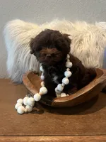 Hershey, a male Cavapoo for sale in Ocala, FL – 1 of 4