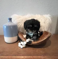 Winston, a male Cavapoo for sale in Ocala, FL – 3 of 4