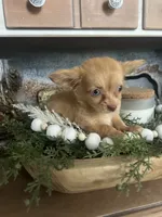 Stella , a female Chihuahua for sale in Ocala, FL – 3 of 3