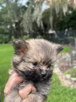 Tcup Sadie, a female Pomeranian for sale in Ocala, FL – 4 of 7