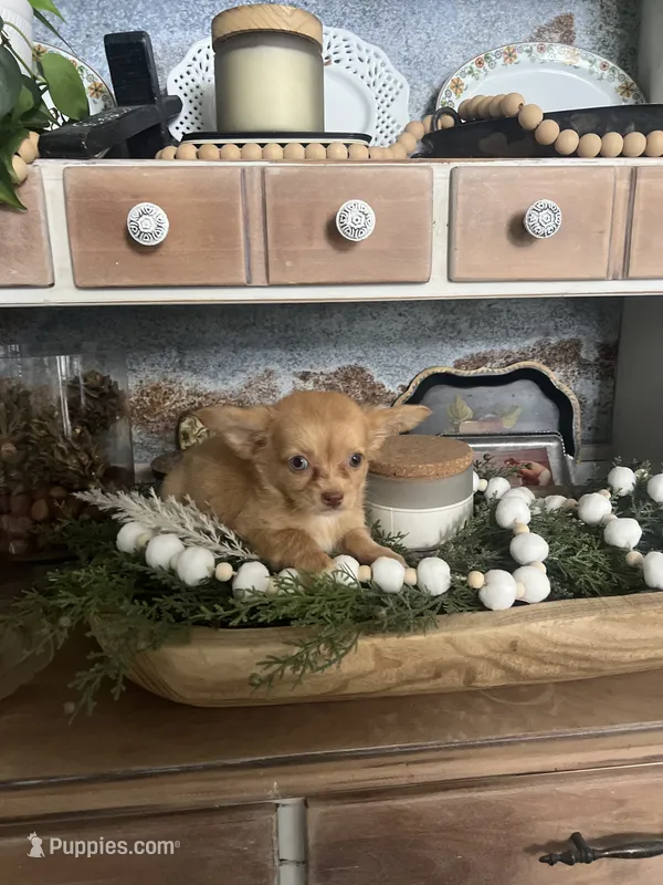 Stella  – Chihuahua puppy for sale in Ocala, FL