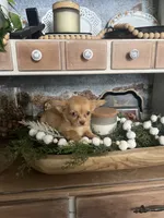 Stella , a female Chihuahua for sale in Ocala, FL – 1 of 3