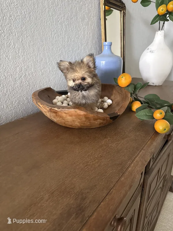 Tcup Sadie – Pomeranian puppy for sale in Ocala, FL