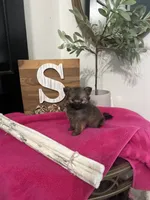 Tcup Sadie, a female Pomeranian for sale in Ocala, FL – 3 of 7