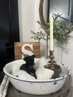 Smokey, a male Chihuahua for sale in Ocala, FL – 4 of 5