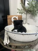 4lb Simba, a male Pomeranian for sale in Ocala, FL – 2 of 4